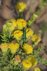 Hypocrites scabriusculus