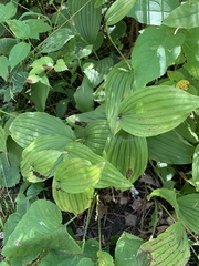 Cypripedium reginae