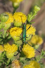 Hypocrites scabriusculus