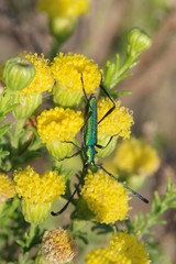 Hypocrites scabriusculus