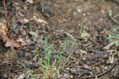 Poa sterilis