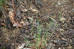 Poa sterilis