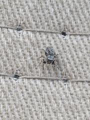 Zygoballus rufipes