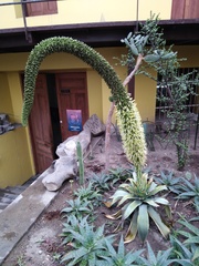 Agave attenuata