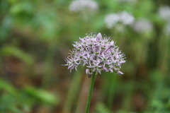 Allium decipiens quercetorum