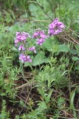 Hesperis pycnotricha