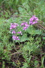 Hesperis pycnotricha