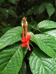 Ruellia humboldtiana