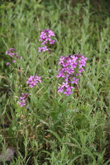 Hesperis pycnotricha
