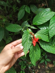 Ruellia humboldtiana