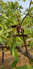 Qualea
