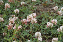 Trifolium ambiguum