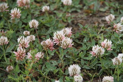 Trifolium ambiguum