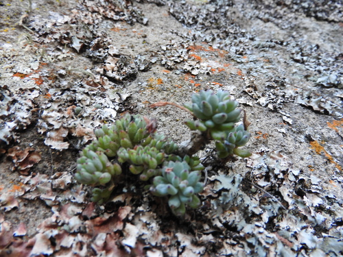 Graptopetalum pachyphyllum
