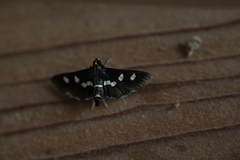 Desmia subdivisalis