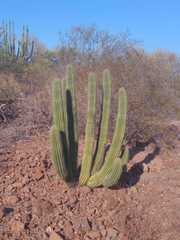 Stenocereus thurberi