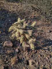 Cylindropuntia fulgida