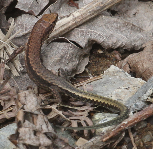 Derjugin's Lizard