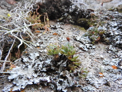 Graptopetalum pachyphyllum