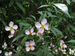 Rhexia mariana mariana
