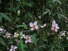 Rhexia mariana mariana