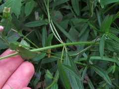 Rhexia mariana mariana