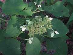 Hydrangea radiata