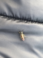 Apethymus filiformis