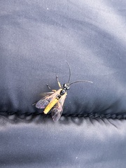 Apethymus filiformis