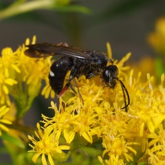Episyron rufipes