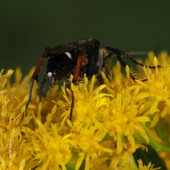 Episyron rufipes