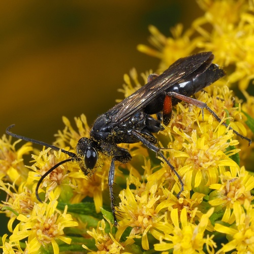 Red-legged Spider Wasp, photo 2 of 10