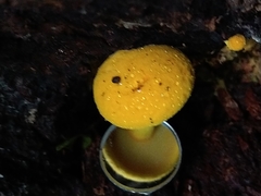 Buchwaldoboletus