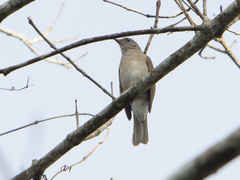 Turdus leucomelas