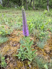 Veronica steppacea