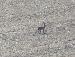 Lepus europaeus