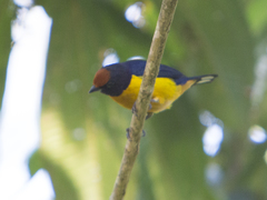 Euphonia xanthogaster