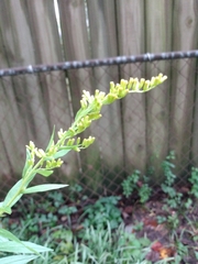 Solidago
