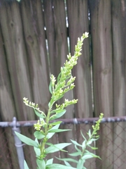 Solidago