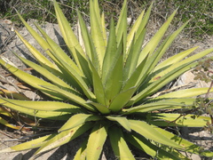Agave ghiesbreghtii