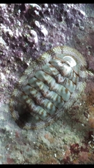 Chiton marmoratus