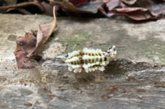 Megalopyge defoliata