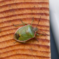Chlorochroa
