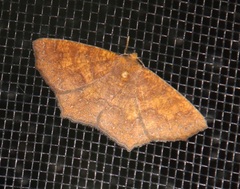 Periclina merana