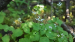 Media resource of Circaea alpina