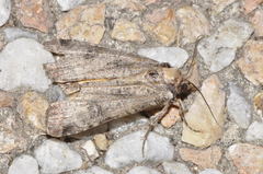 Epilecta linogrisea