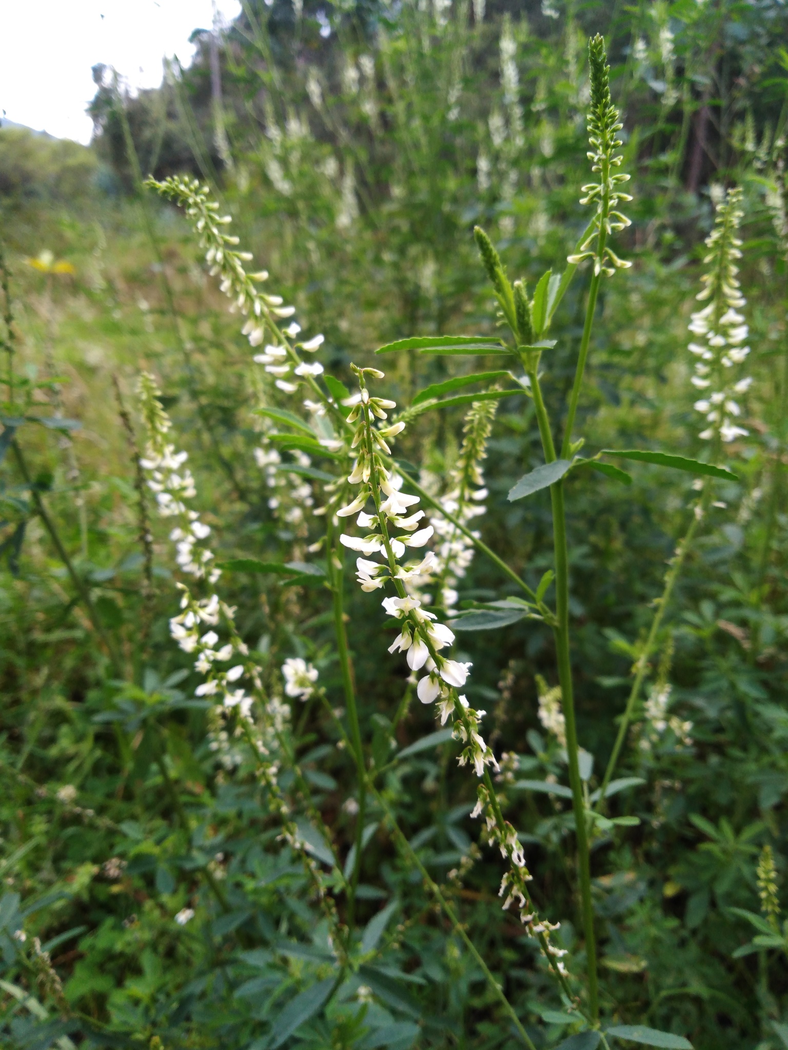 Melilotus image