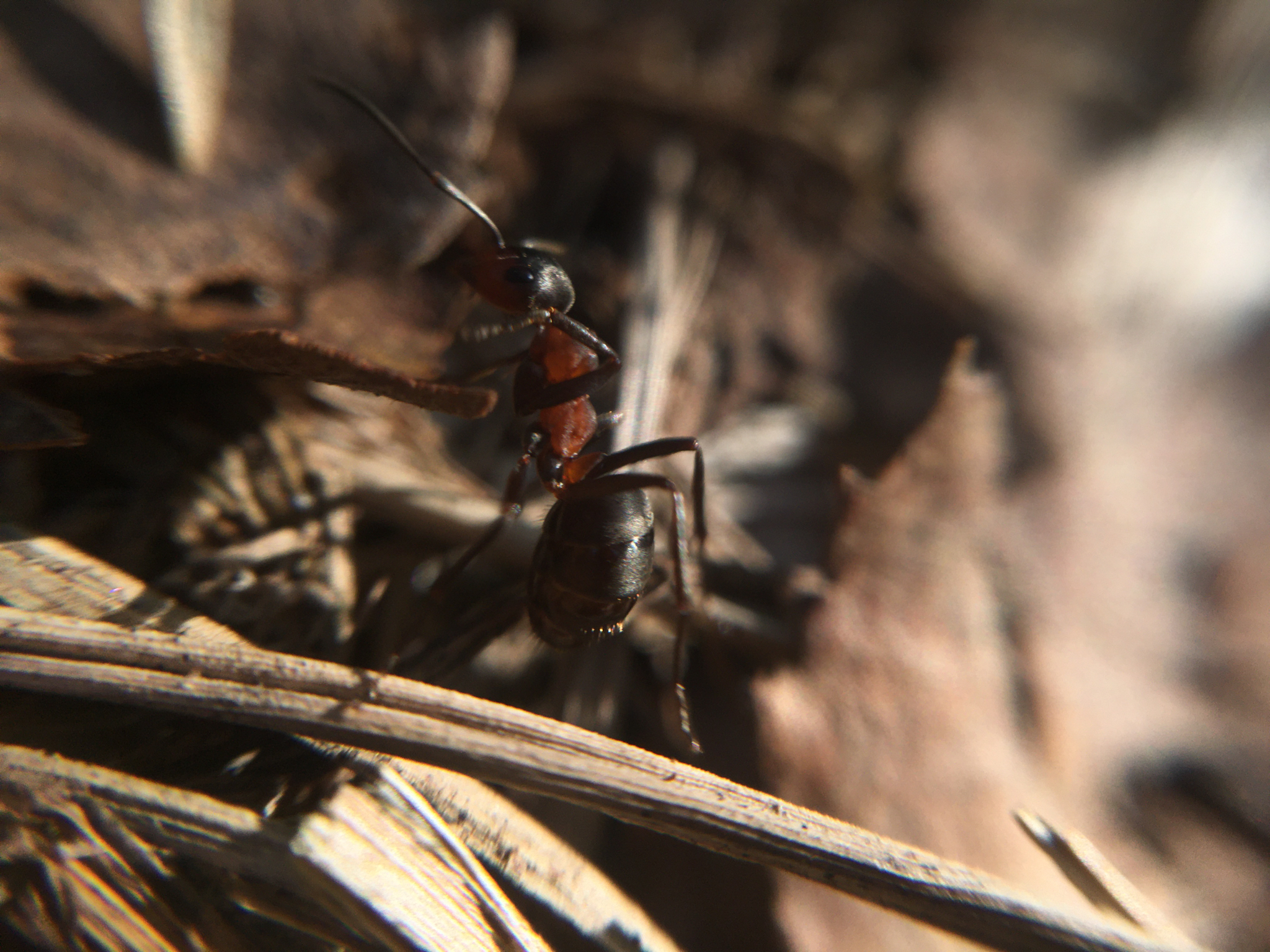 Formica rufa