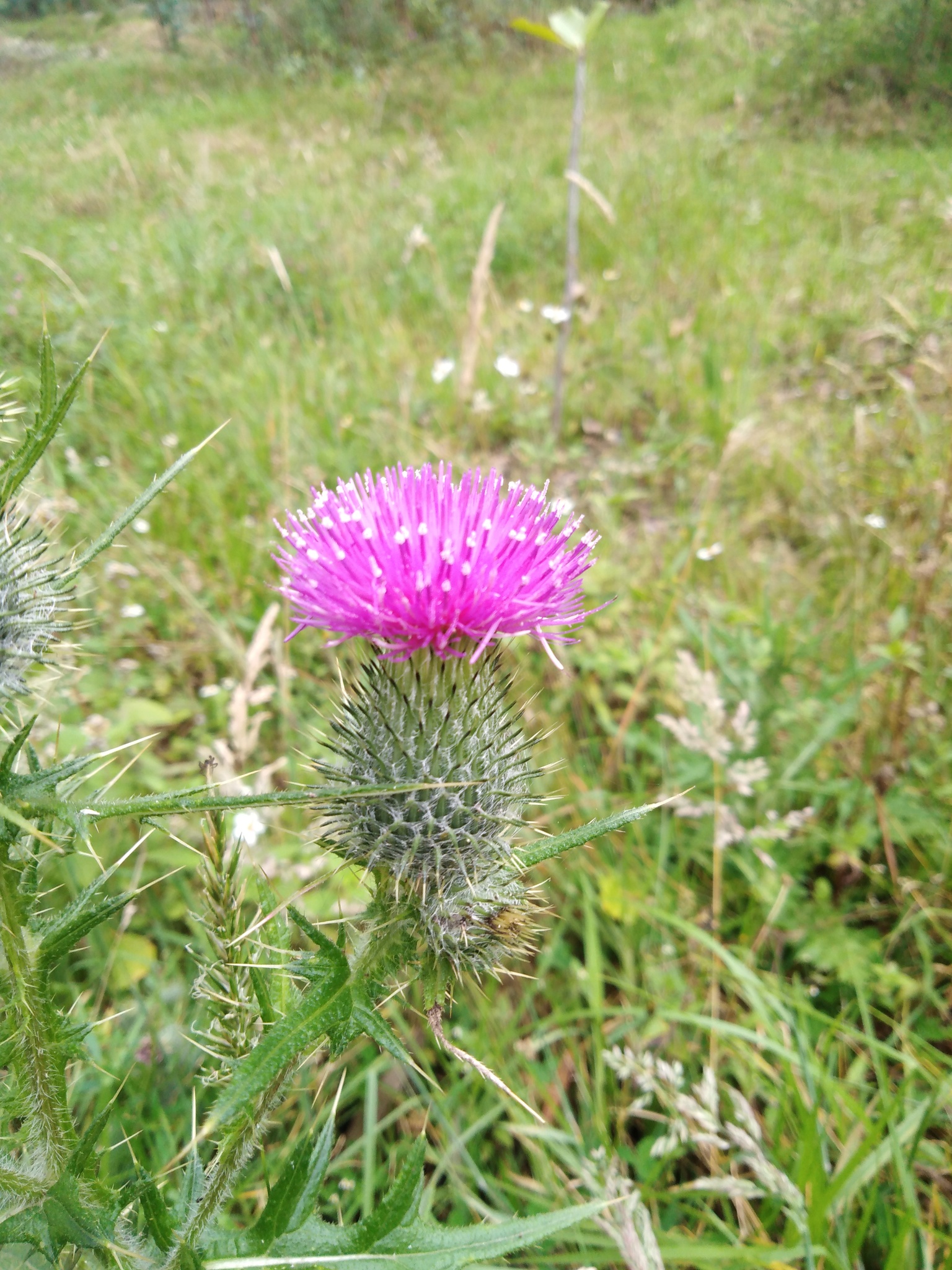 Cirsium vulgare image