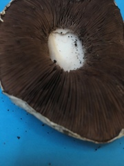 Agaricus cupreobrunneus